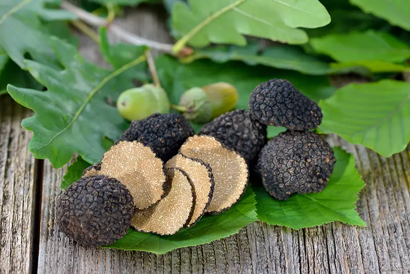 Black Truffles on leafes