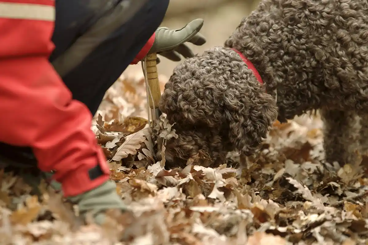 Truffle harvesting with dog
