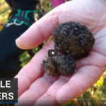 RTE News Clip Truffle Cultivation Ireland Jan 22