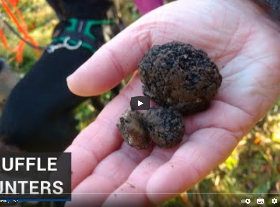 RTE News Clip Truffle Cultivation Ireland Jan 22